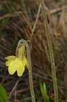 Yellow butterwort